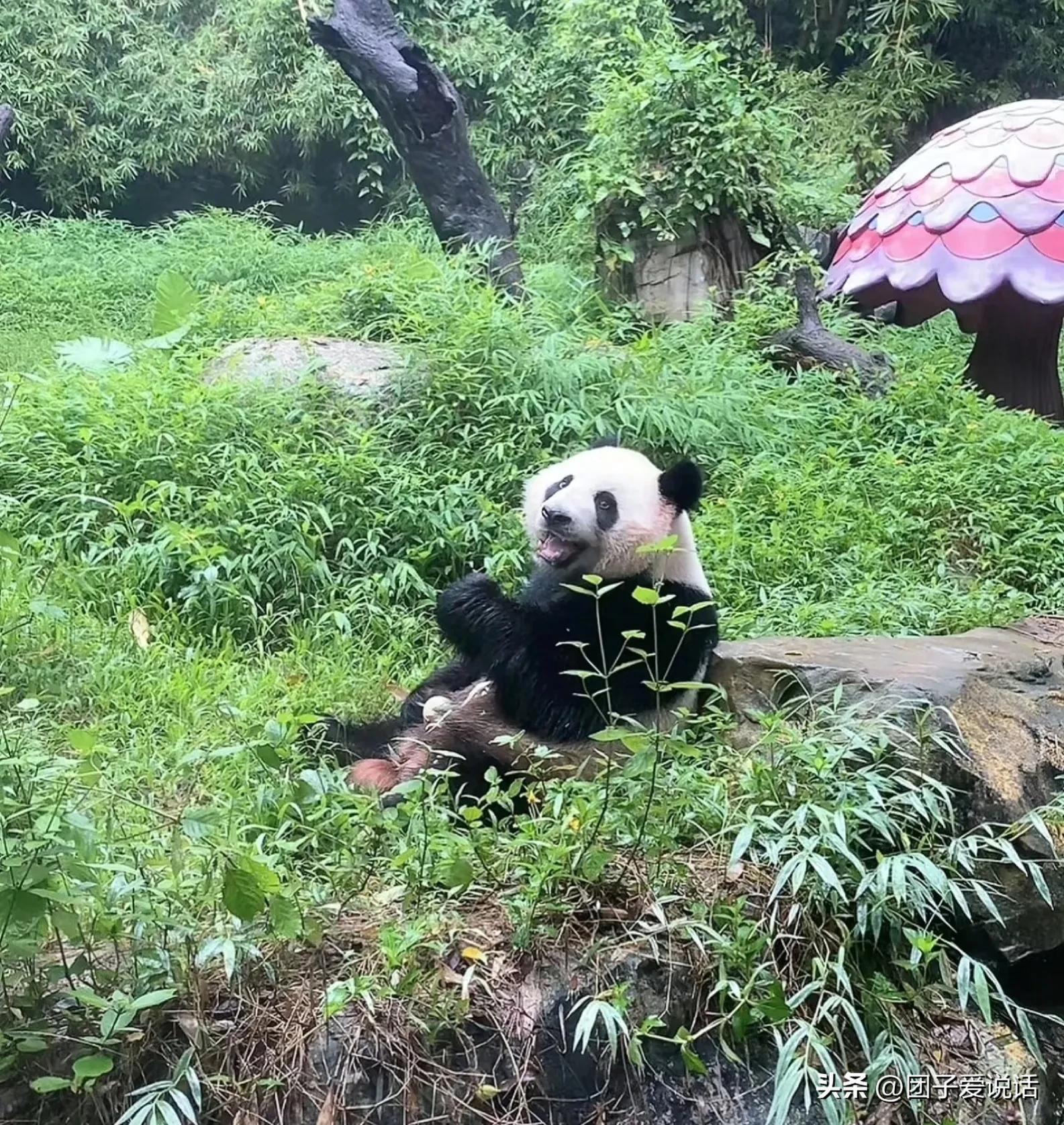 广东广州长隆动物世界看大熊猫,认识成都大熊猫