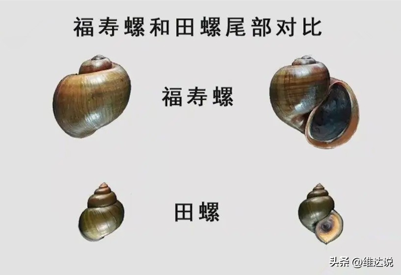 外来生物入侵鳄雀鳝怎么出现的,图说外来入侵物种鳄雀鳝