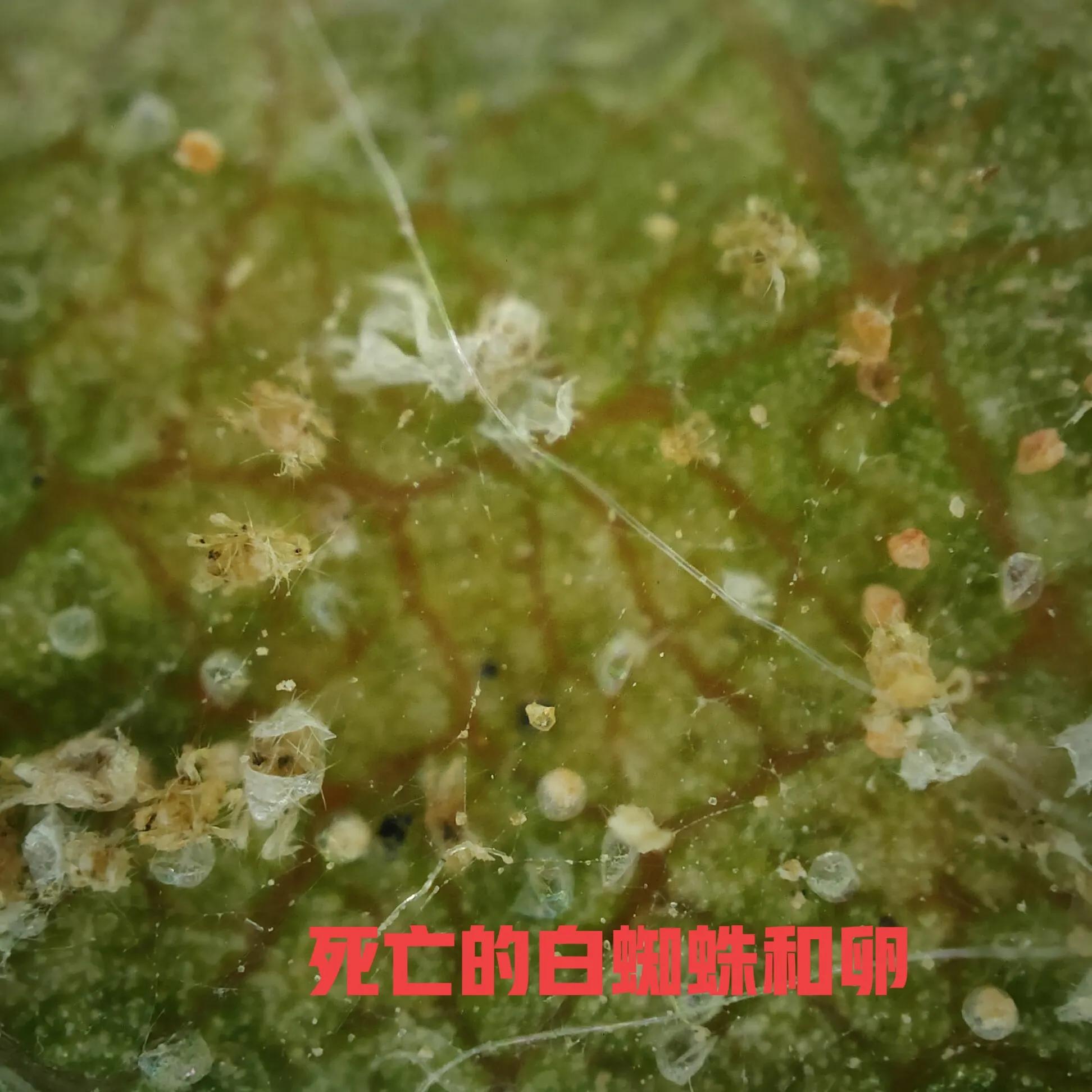 叶螨红蜘蛛怎么彻底消灭,防治红蜘蛛有妙招以螨治螨