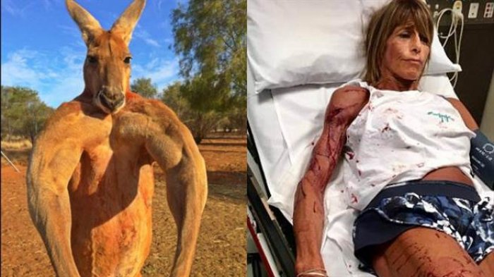 袋鼠为什么这么暴躁,袋鼠怎么样才会打人