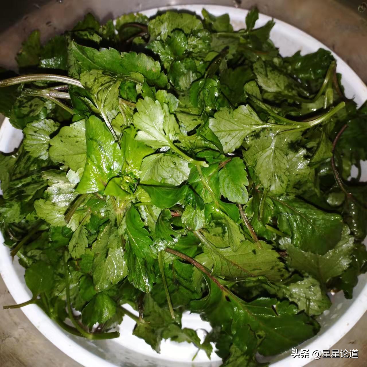 春尝野味菜当先*星星论道