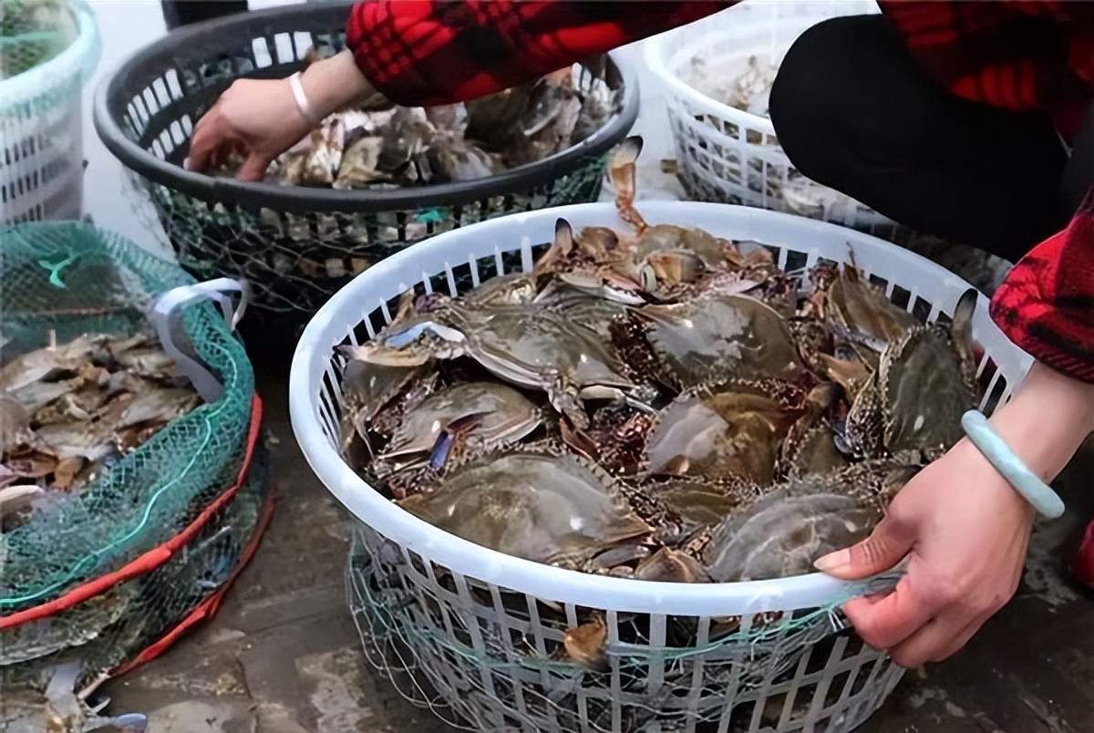 现在吃河蟹还是海蟹好,青蟹是海蟹还是淡水蟹还能吃吗