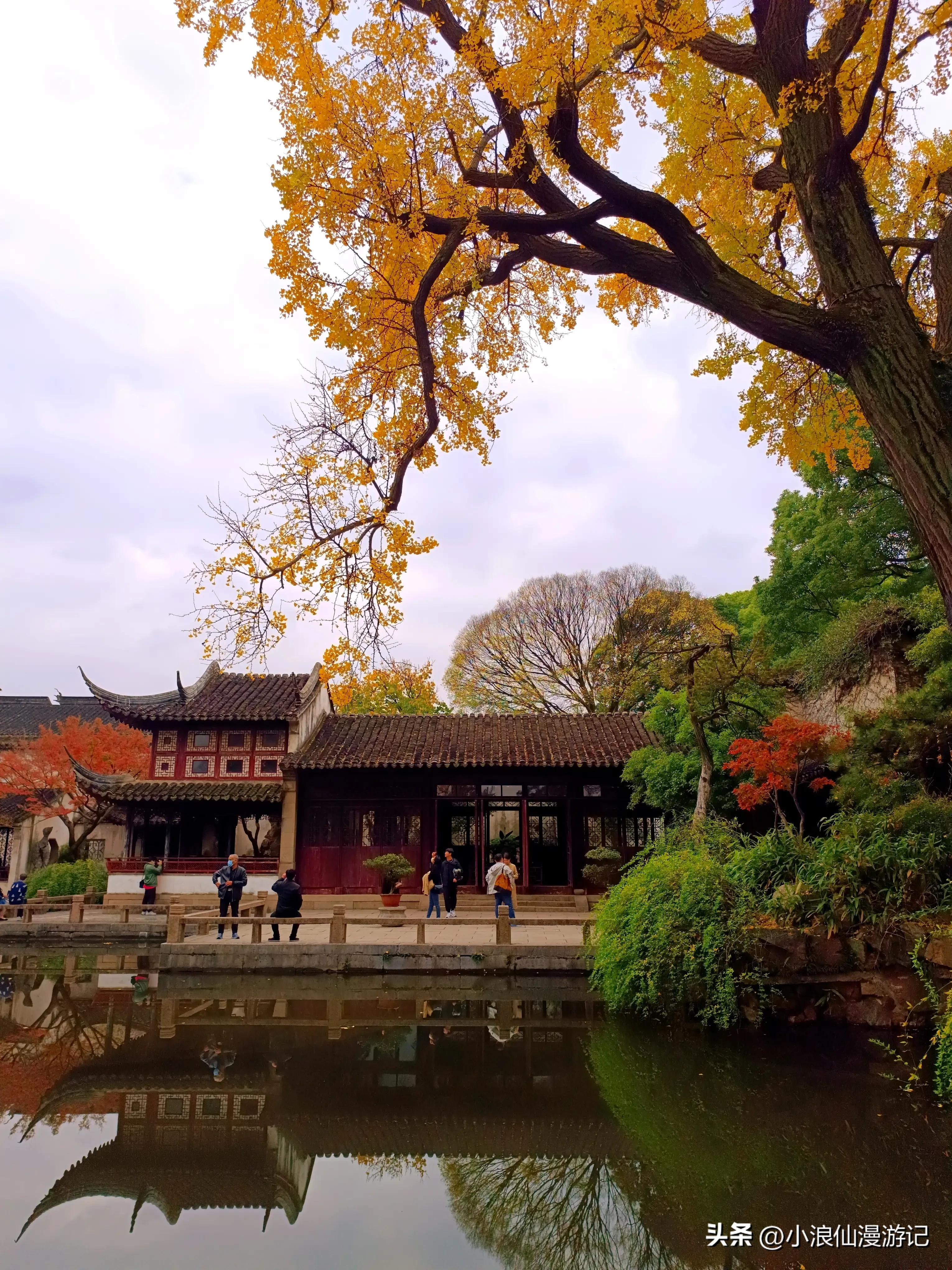 苏州园林拙政园银杏,苏州千年银杏和百年银杏