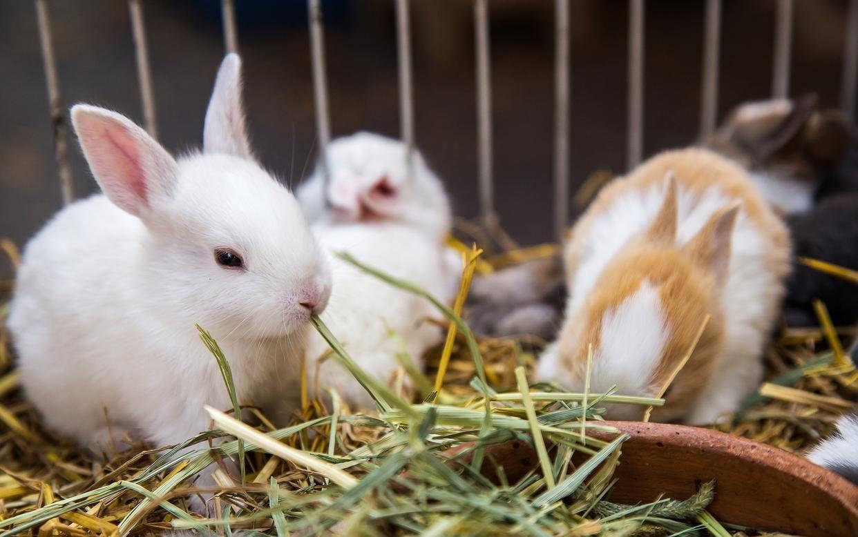 兔子打喷嚏偏方,兔子打喷嚏最佳治疗方法秋天