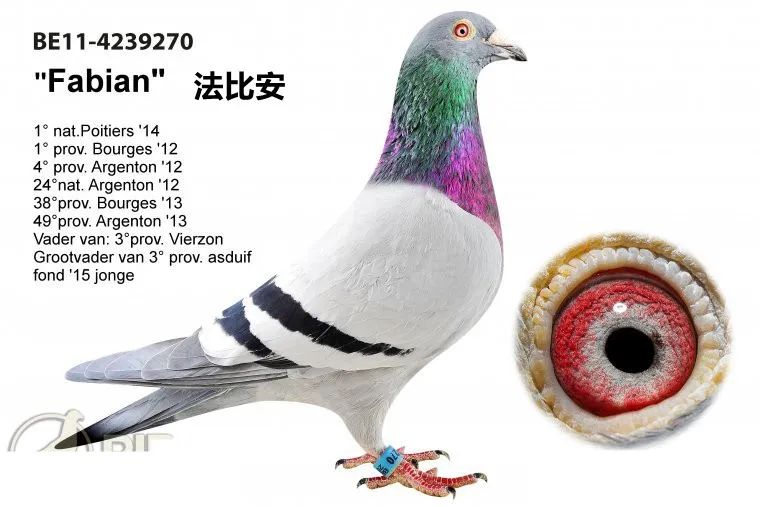 世界名鸽四大品系,法比安是世界名鸽吗