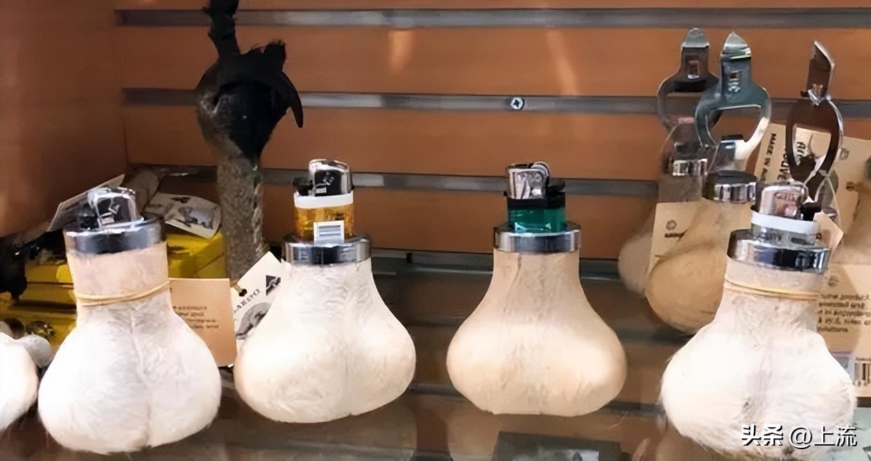 澳洲公袋鼠,澳洲的公袋鼠