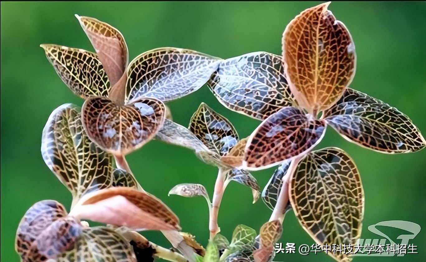 攻克重大瓶颈！华中科技大学研发新药获临床批件，为4.5亿患者保肝护肝！