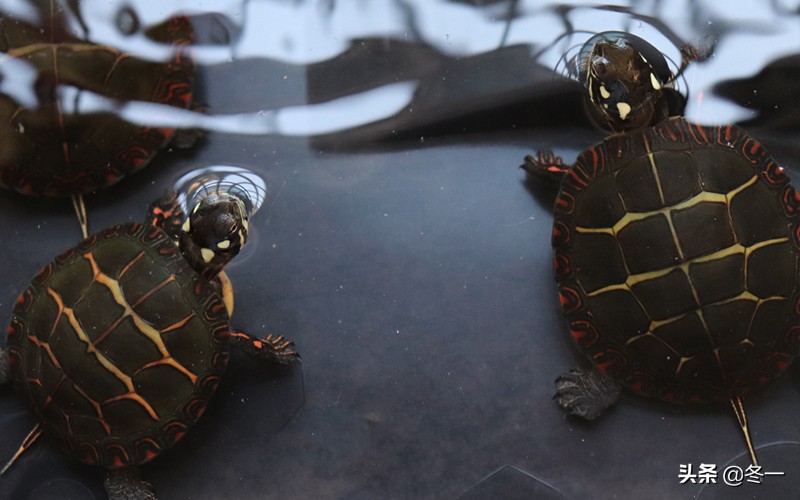 养龟避坑,新手养龟入门基础知识