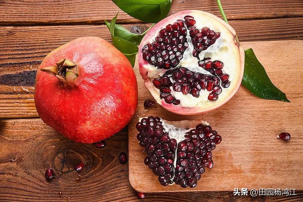 突尼斯软籽石榴树的根系,突尼斯软籽石榴树苗根系发达