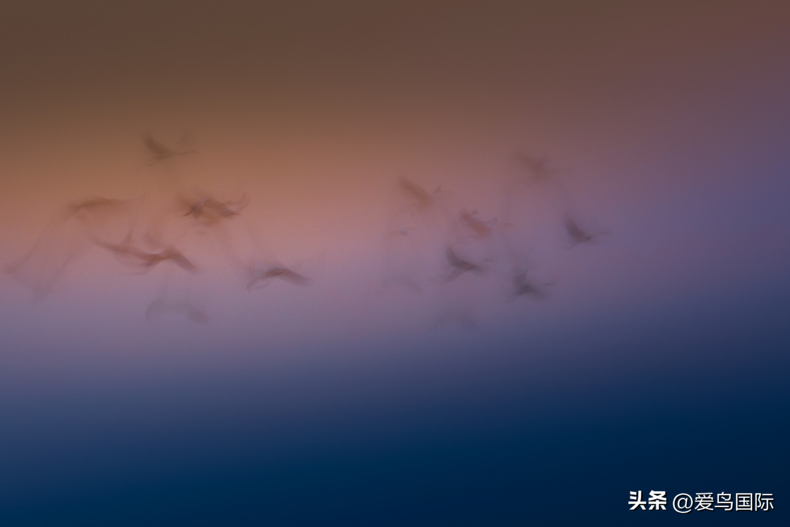 2024观鸟大年,观鸟大年介绍