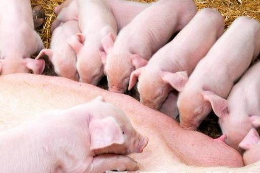 如何提高母猪的受孕率方案,猪用人工授精能提高受胎率吗