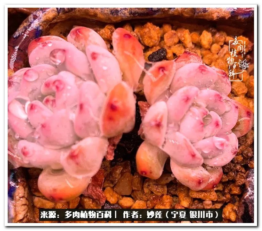 世间繁华三千不如一隅清欢,世间繁华三千不如有一院清欢