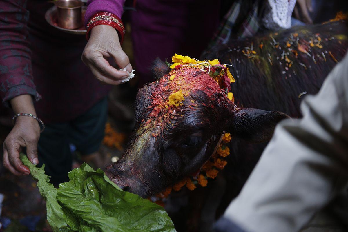 印度牧牛节习俗,印度人的牛粪节