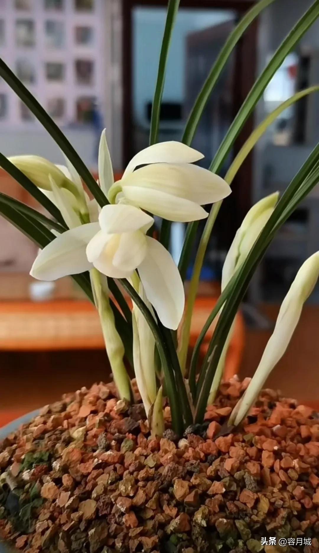 最名贵的兰花排名第一名,史上天价兰花前十名