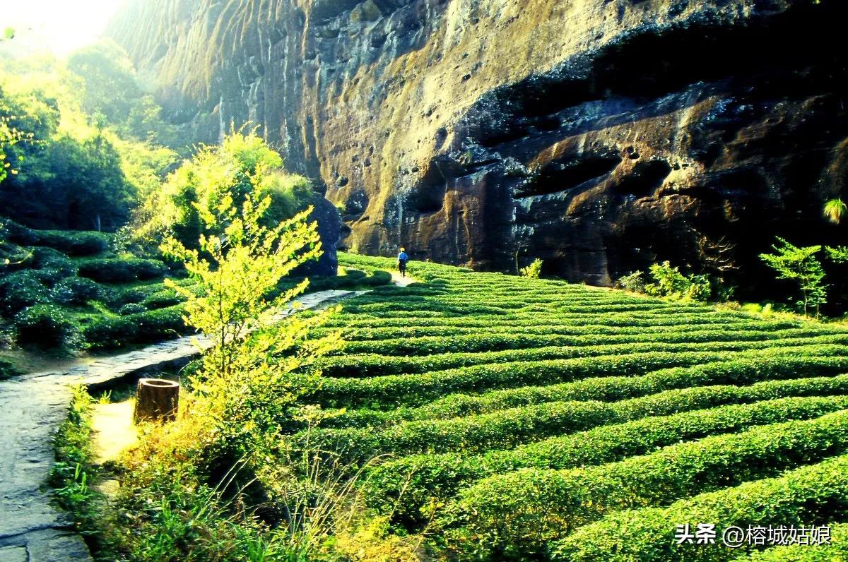 茶港历程,东方茶港历史