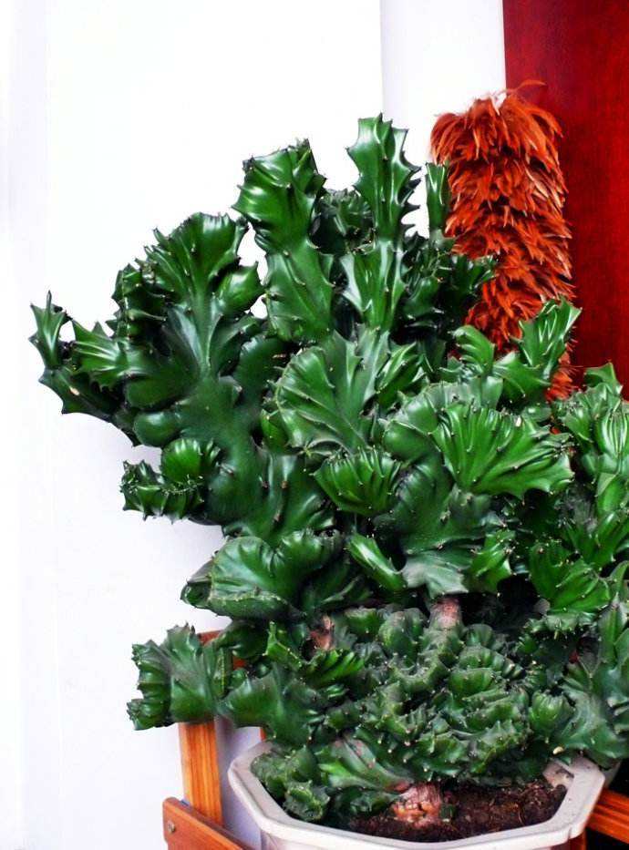 十种最吉利的镇宅花,家里养这5种旺宅花