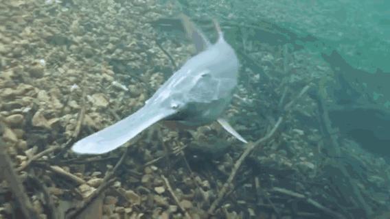 十年禁渔最大鱼多大,长江经过十年禁渔好鱼将会有多少