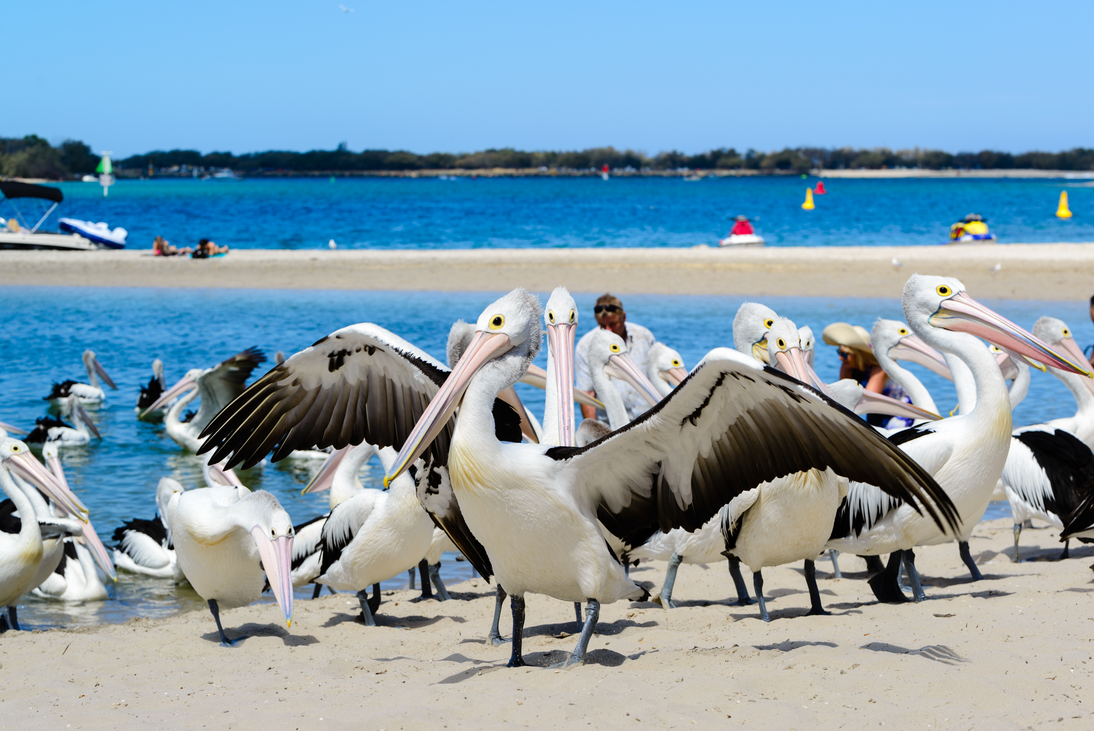 澳洲海边鹈鹕,澳洲黄金海岸鹈鹕