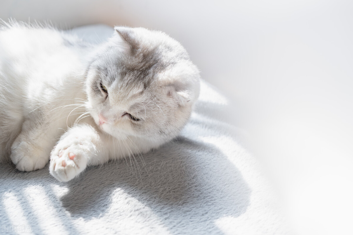 猫在什么情况下会得耳螨,猫得了猫癣不吃药会怎么样