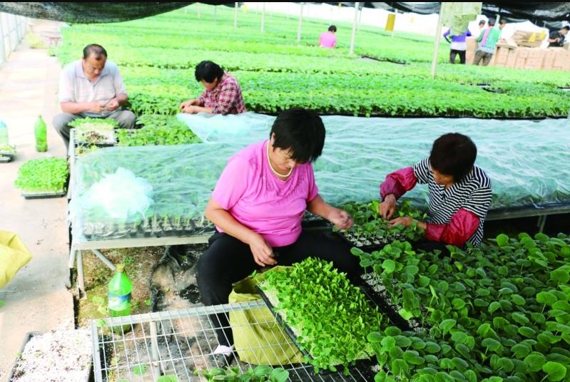 山东黄瓜基地在什么地方,山东济南黄瓜种植合作社