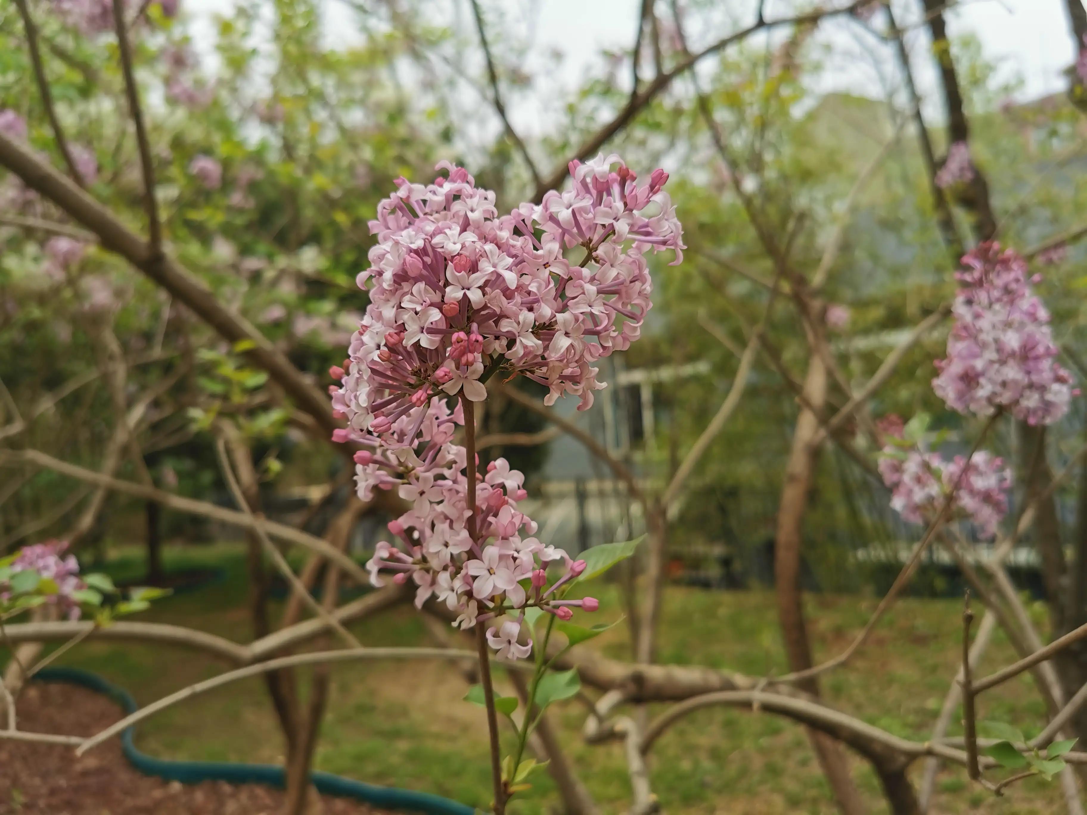丁香结丁香花,丁香花和丁香结