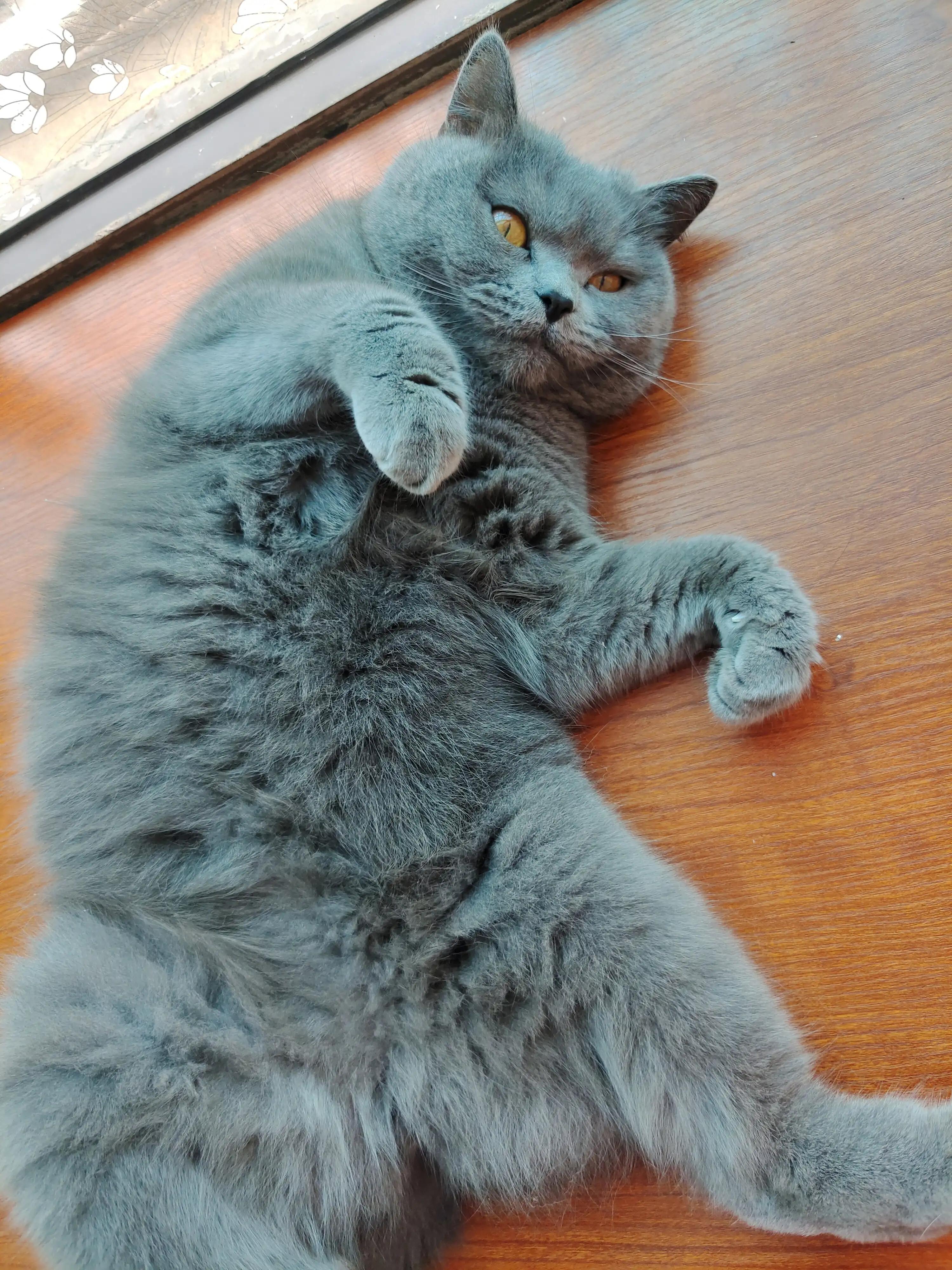 猫咪不吃猫草怎么办,猫咪不吃猫粮怎么办