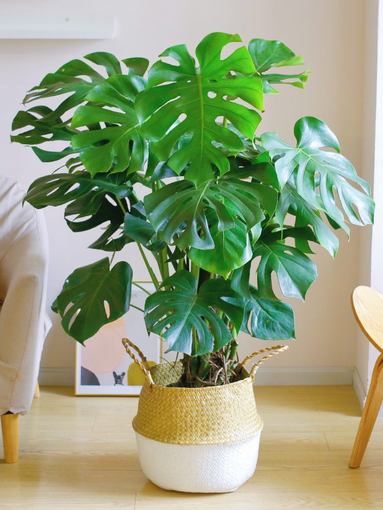 超级好养的大绿植排名前十,比较好养的大型绿植