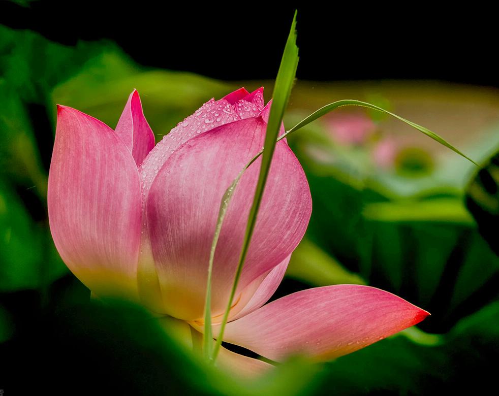 一花一惊艳，爱在夏花中，荷花别样红，莲叶无穷碧，弄花香满衣