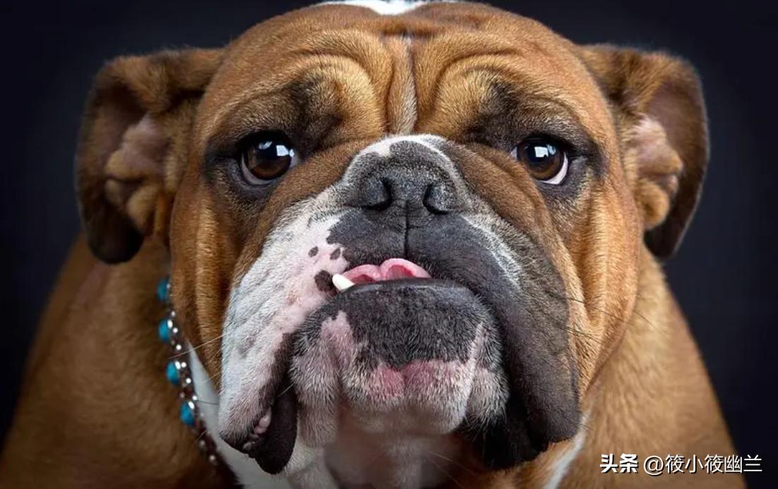 狗狗拉稀呕吐白色泡沫怎么回事,狗狗拉稀加呕吐吃什么药好得快