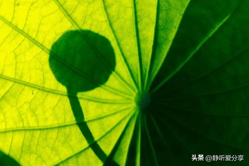 注册微头条怎样才有收益,微头条提现最低能提多少