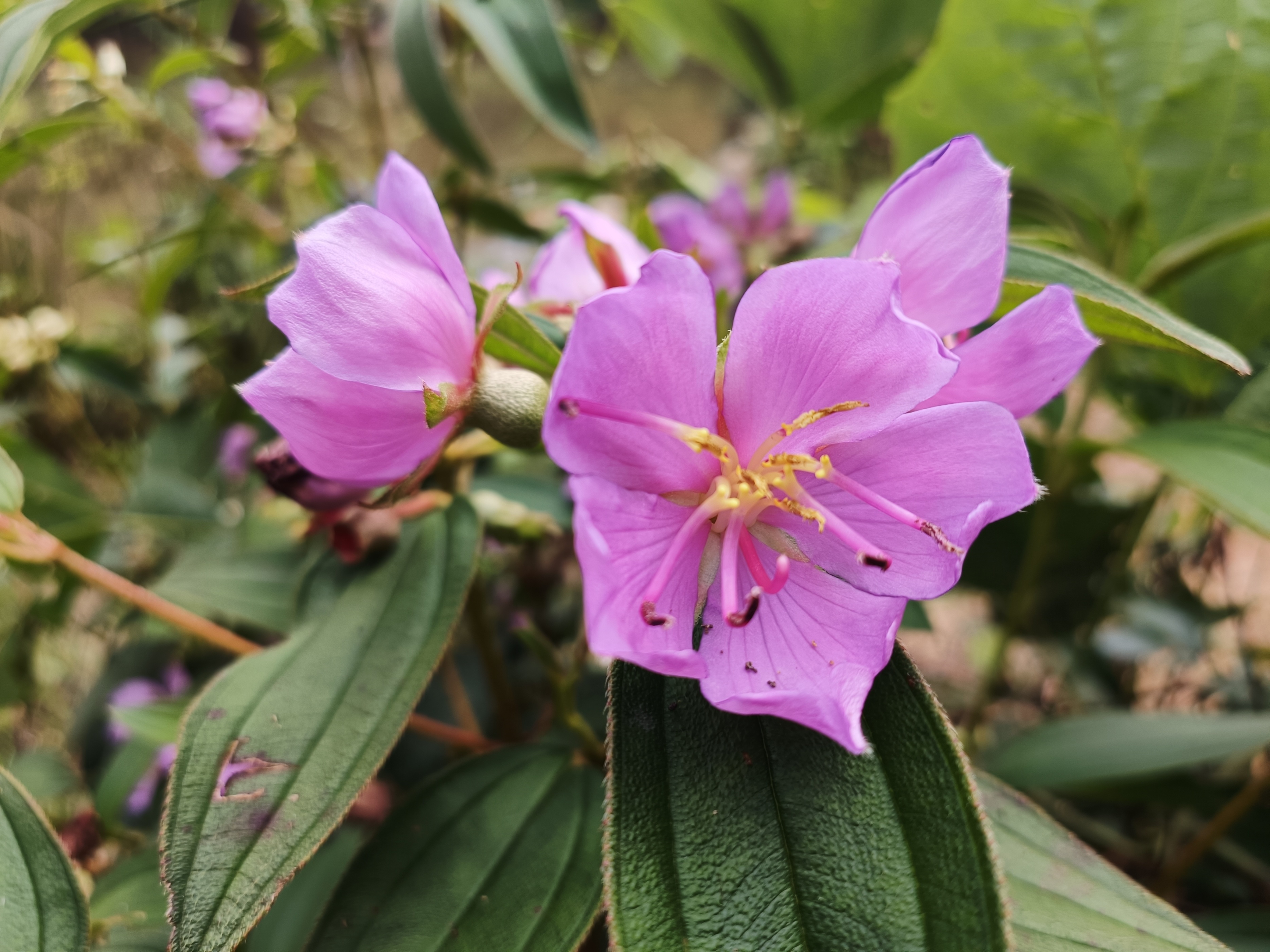 石老虎下山豹牙郎出没一片红