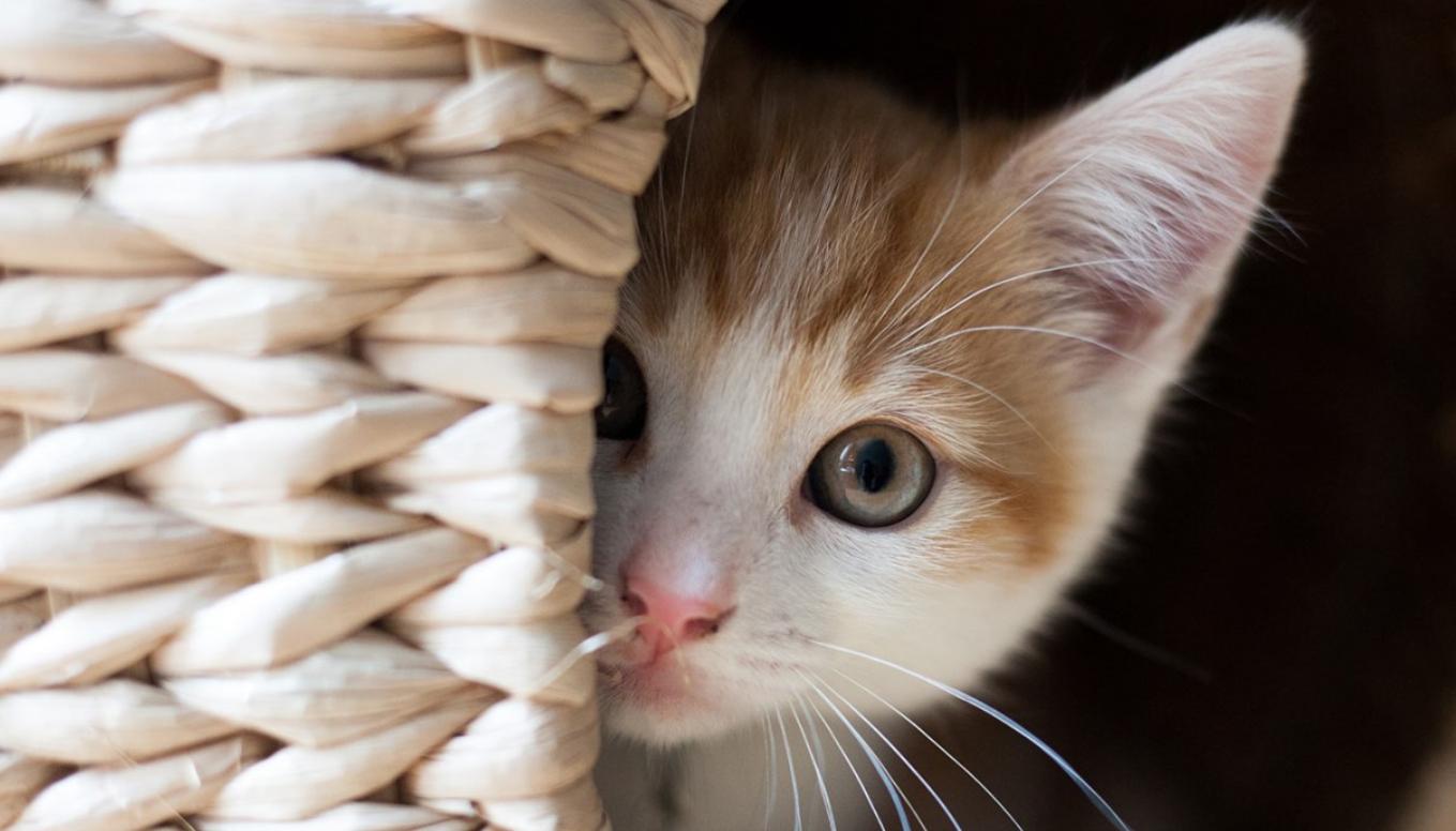 六个月的猫便秘怎么刺激猫排便,猫多久拉稀