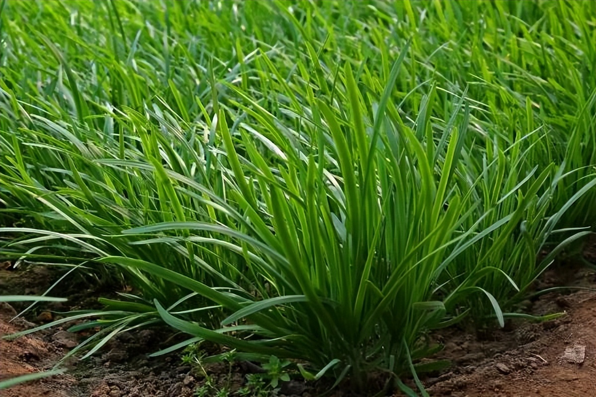 财富*局骗**之“绕梁还田”