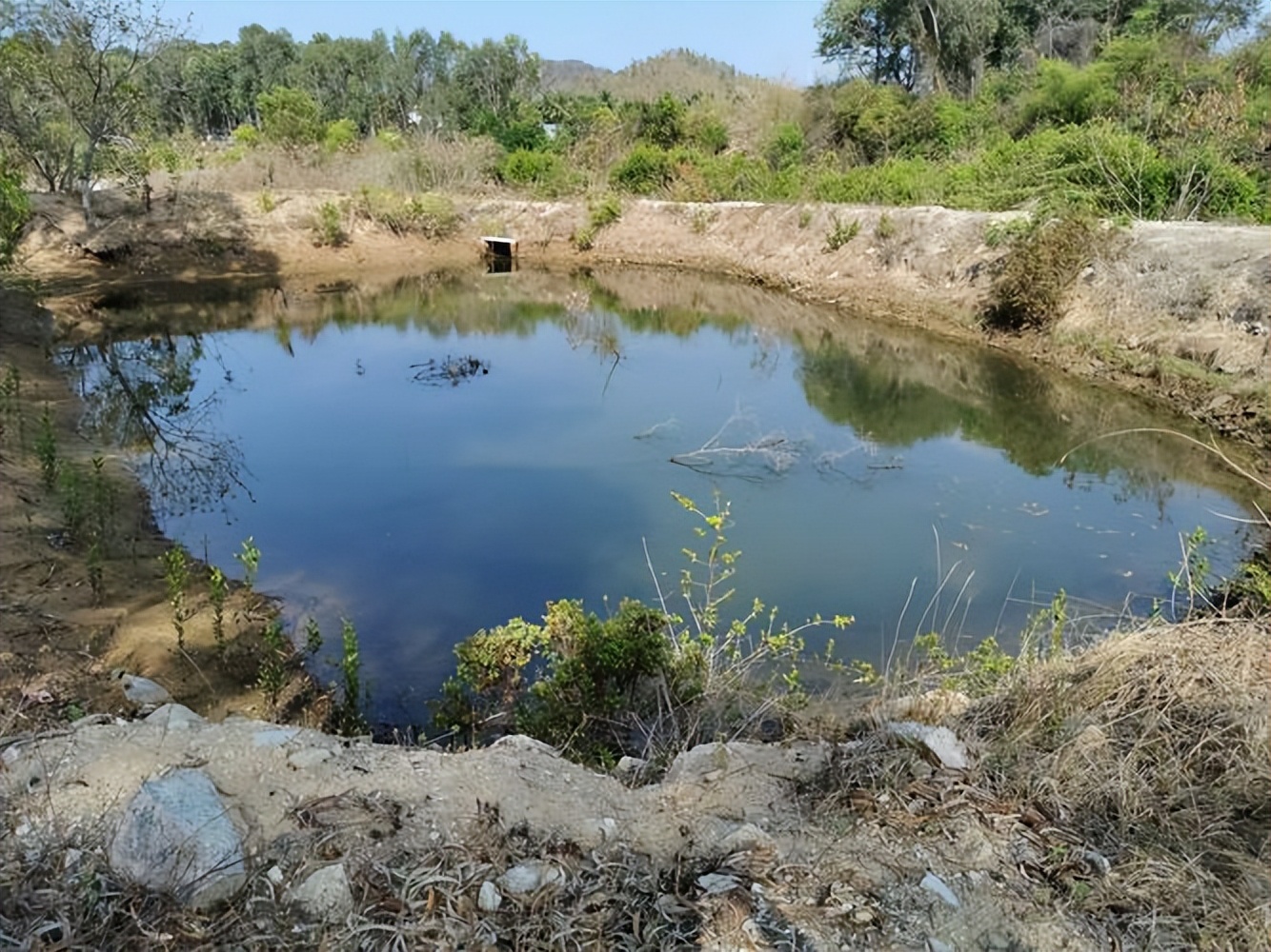 条斑星鲽工厂化养殖技术,星斑川鲽的营养价值