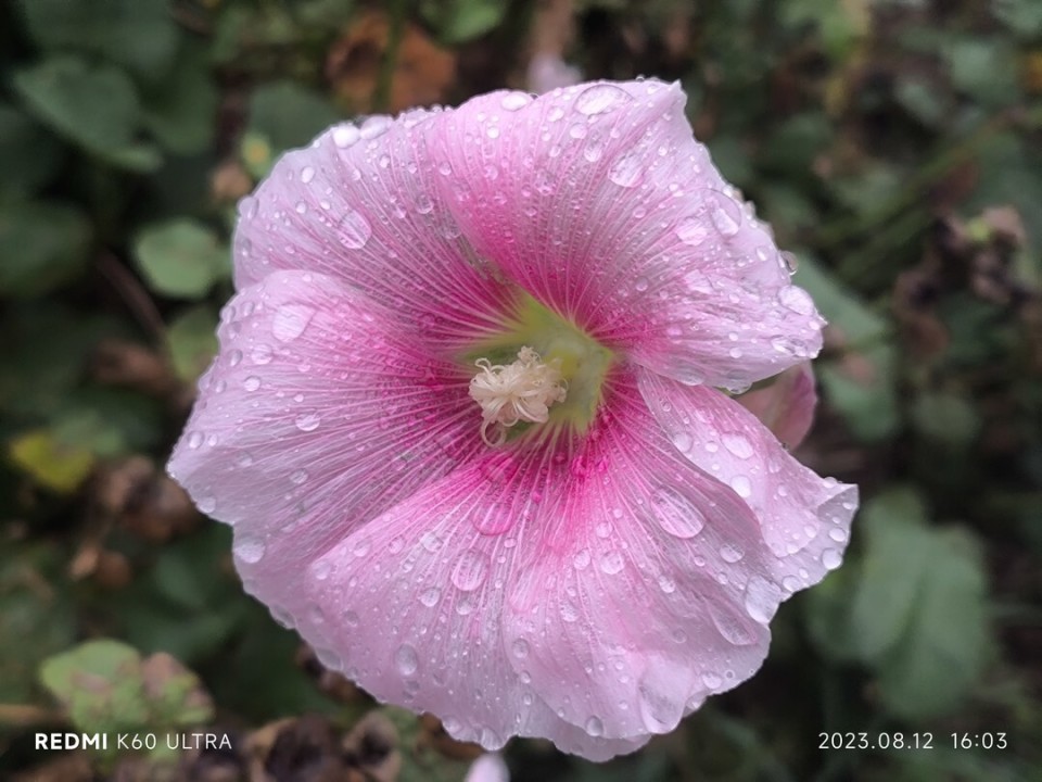 redmik60pro至尊版的优缺点,redmik60至尊版有什么缺点