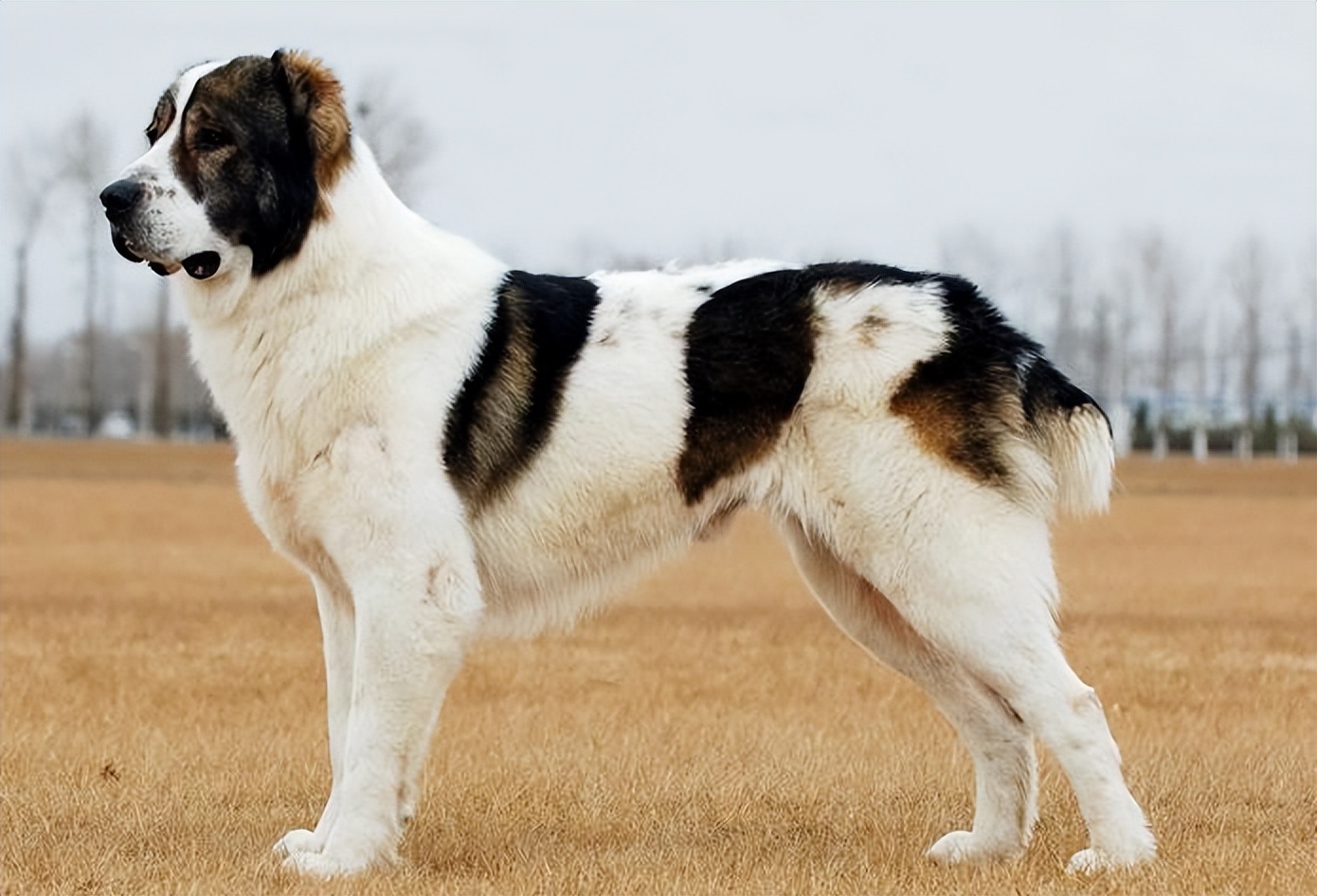 还在犹豫要不要养罗威纳,狗狗到底有必要做绝育吗