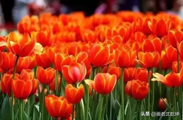 绝美郁金香花图片,绝美郁金香图片大片