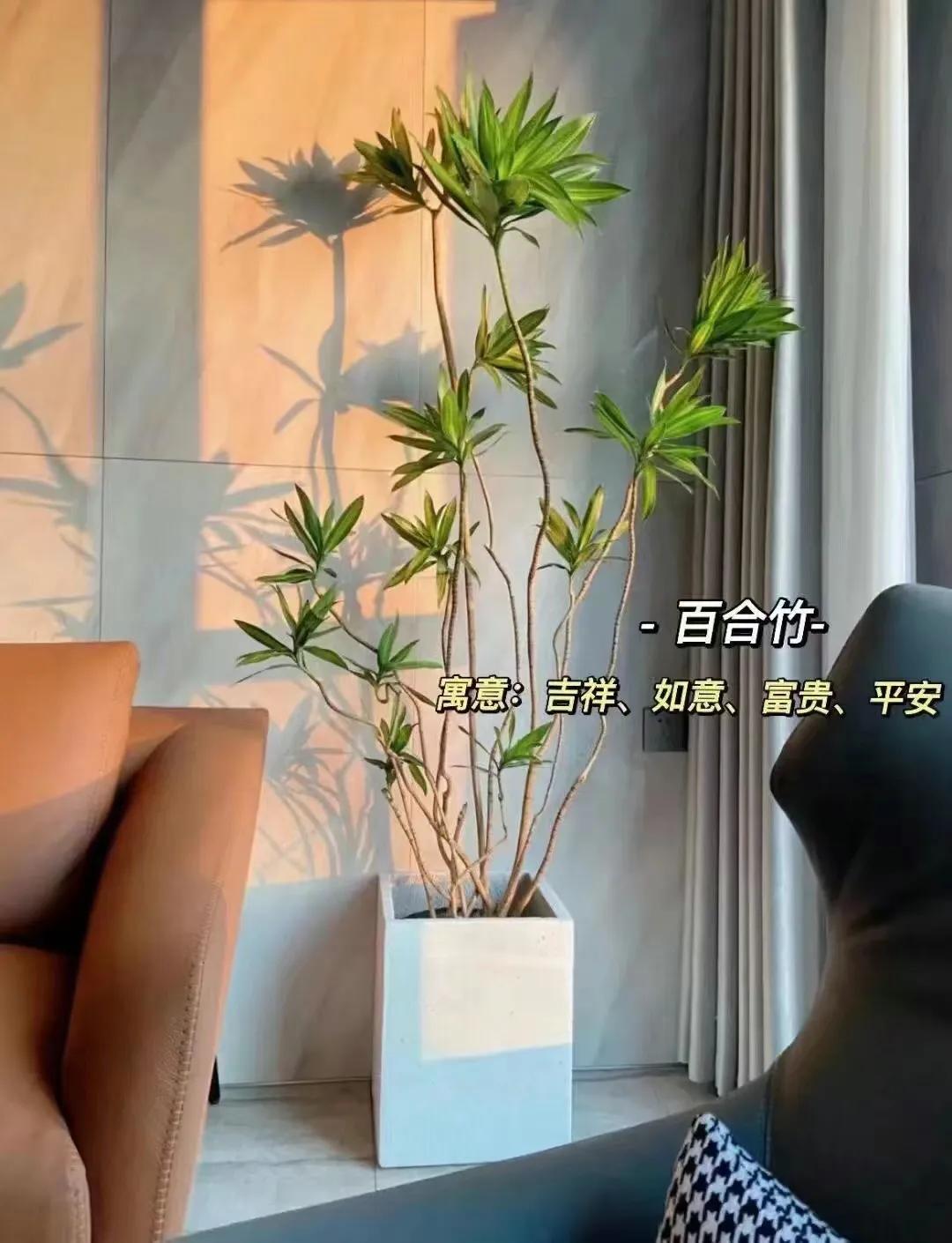 客厅绿植物摆放效果图,最适合客厅摆放的植物是什么