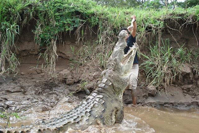鳄鱼攻击人会攻击哪里,鳄鱼会不会主动袭击人