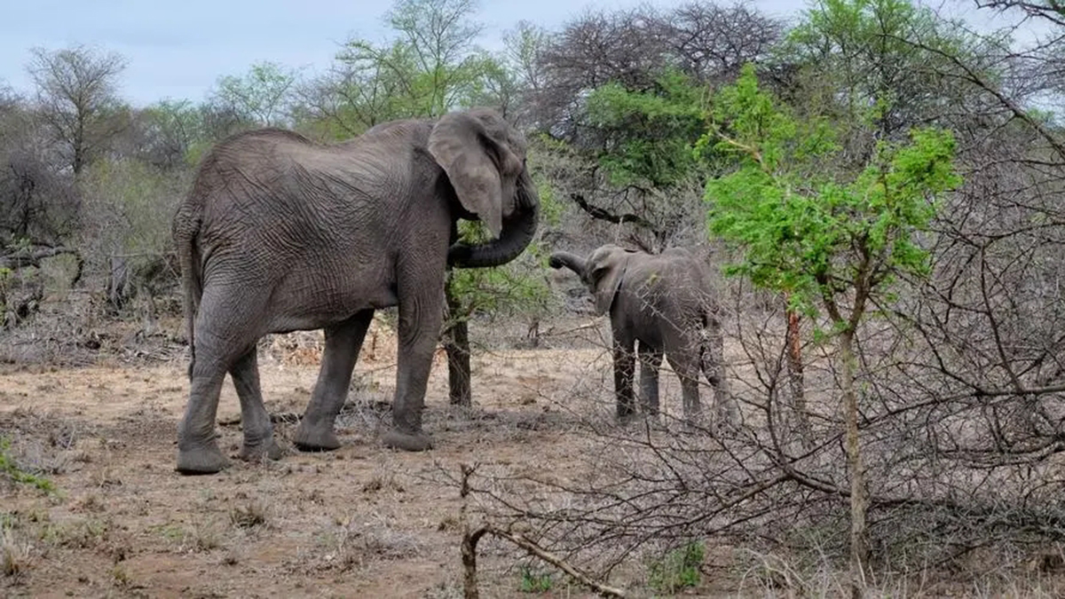 老虎单枪匹马能打过大象吗,五头老虎能打过一只大象吗