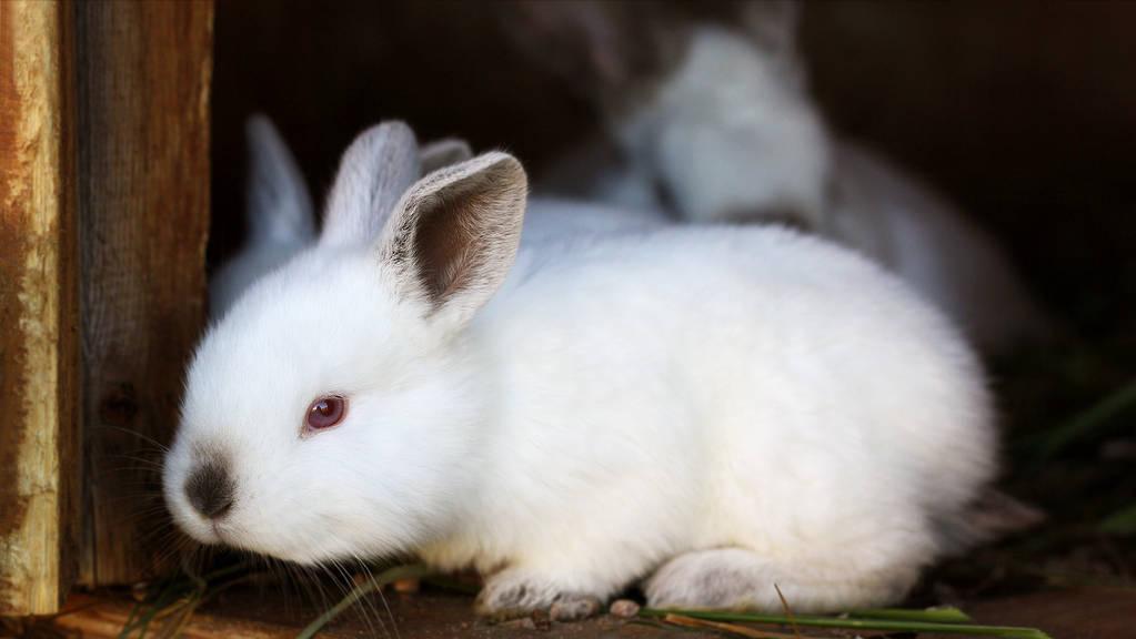 刚生下来的兔仔怎么管理,刚出生兔仔怎么人工喂养