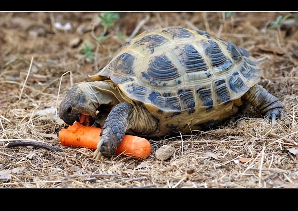 四爪陆龟有多少种,四爪陆龟喜欢水吗