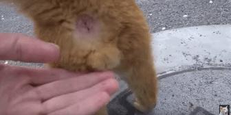 他只是把老虎画成猫的样子，为啥惹得雀巢、飞利浦都不淡定了？