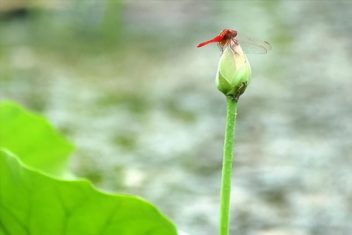 毒教材引发全社会反思,毒教材须引发社会反思