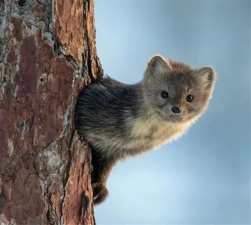 长白山发现宝物紫貂,长白山偶遇紫貂