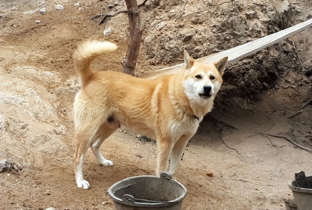 现在的中华田园犬怎么越长越矮了,中华田园犬为什么比其他犬好养