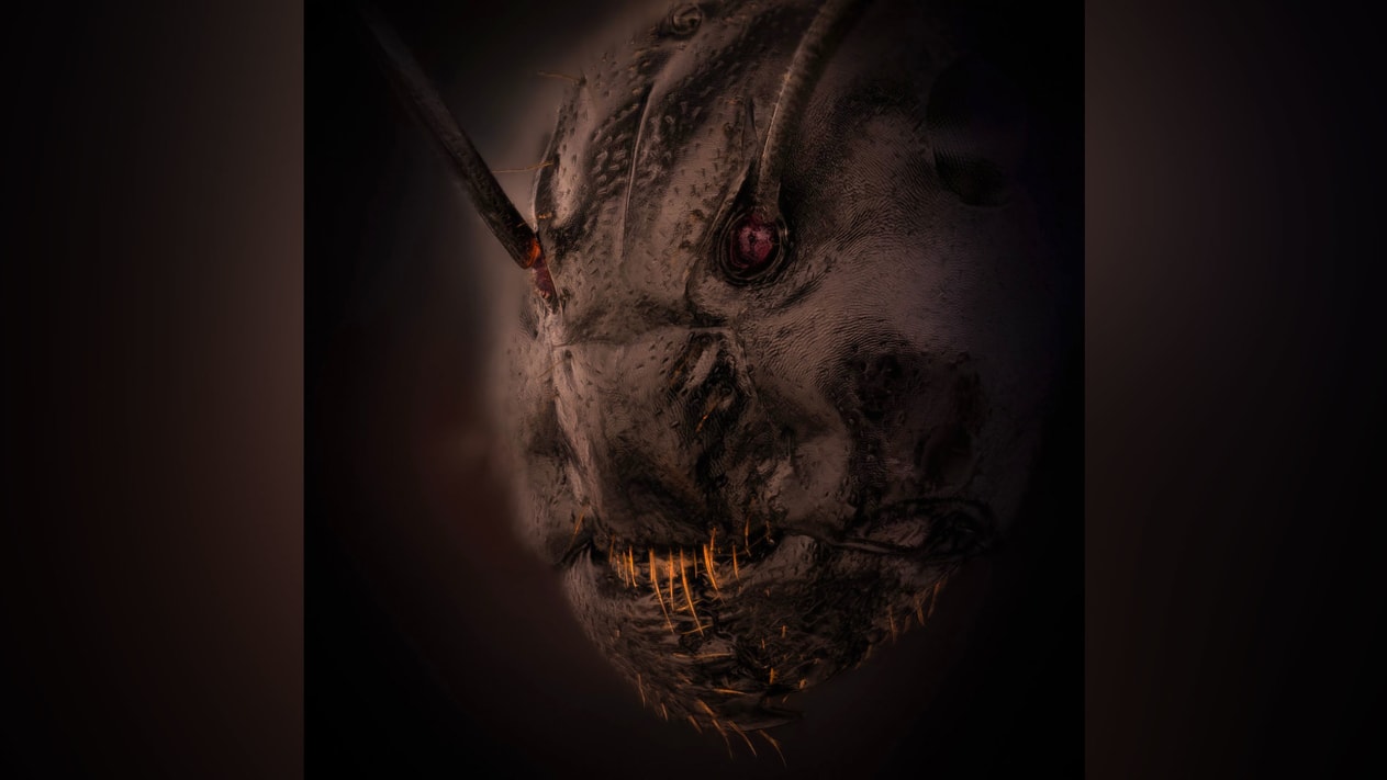 蚂蚁的真实样子图片,蚂蚁的真实面部