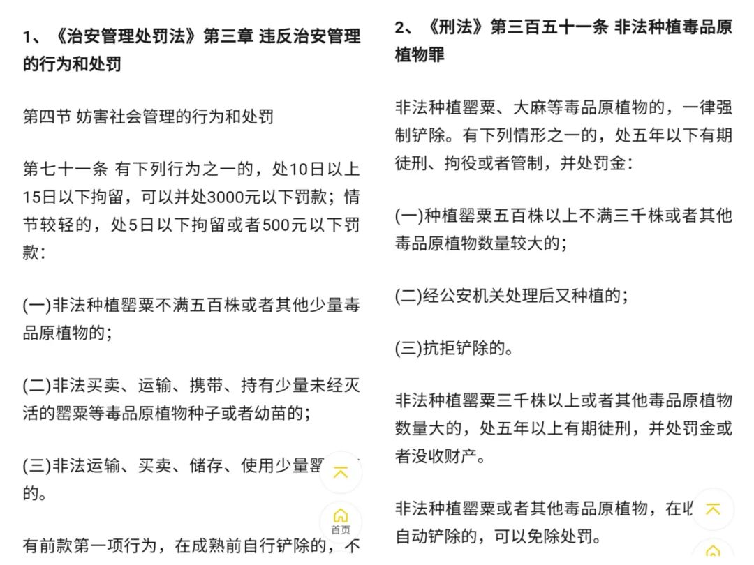 *粟罂**花,珍爱生命,远离*品毒**|花名册No.00076