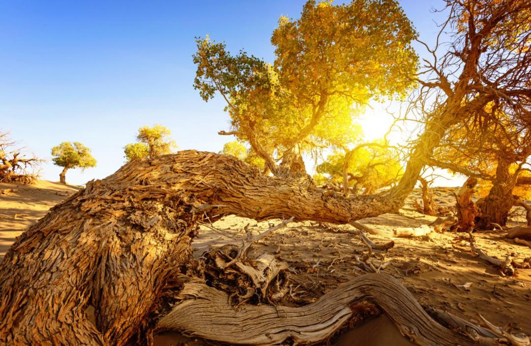 全世界仅存三处！一年只美21天！这场“黄金盛宴”，只因它而起