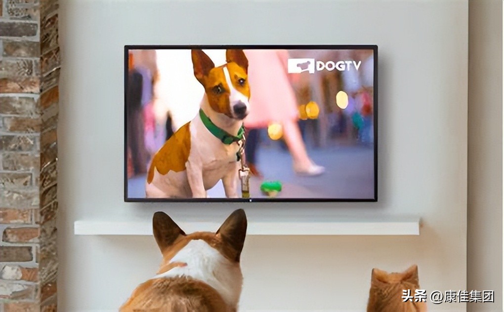 你家的猫和狗爱看电视？TA们真的看懂了吗？